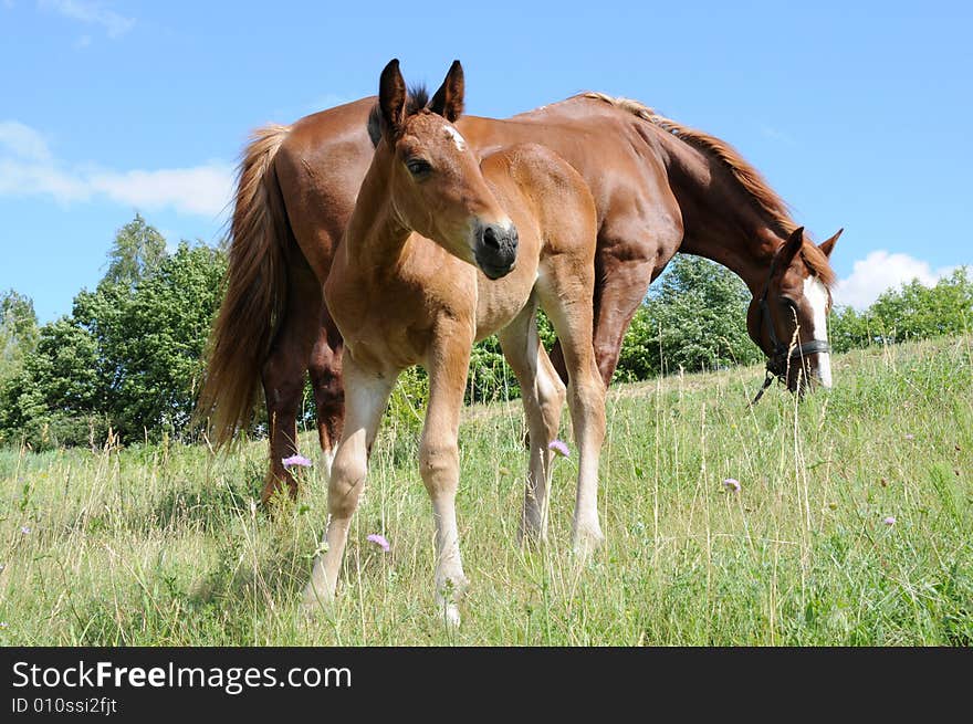 Little horse looking for food. Little horse looking for food