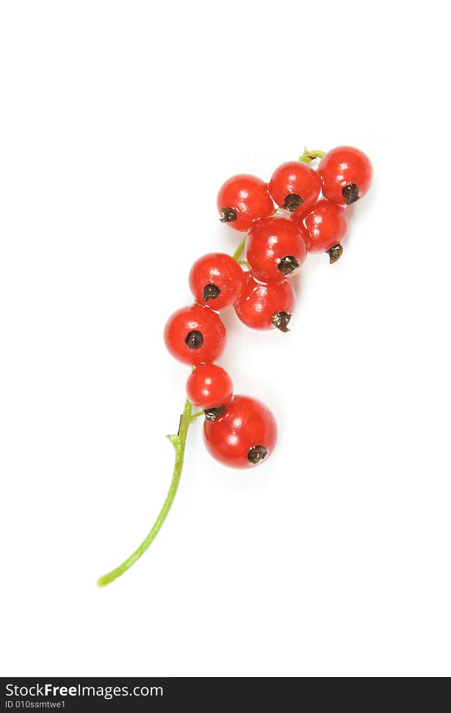 Twig with red currants