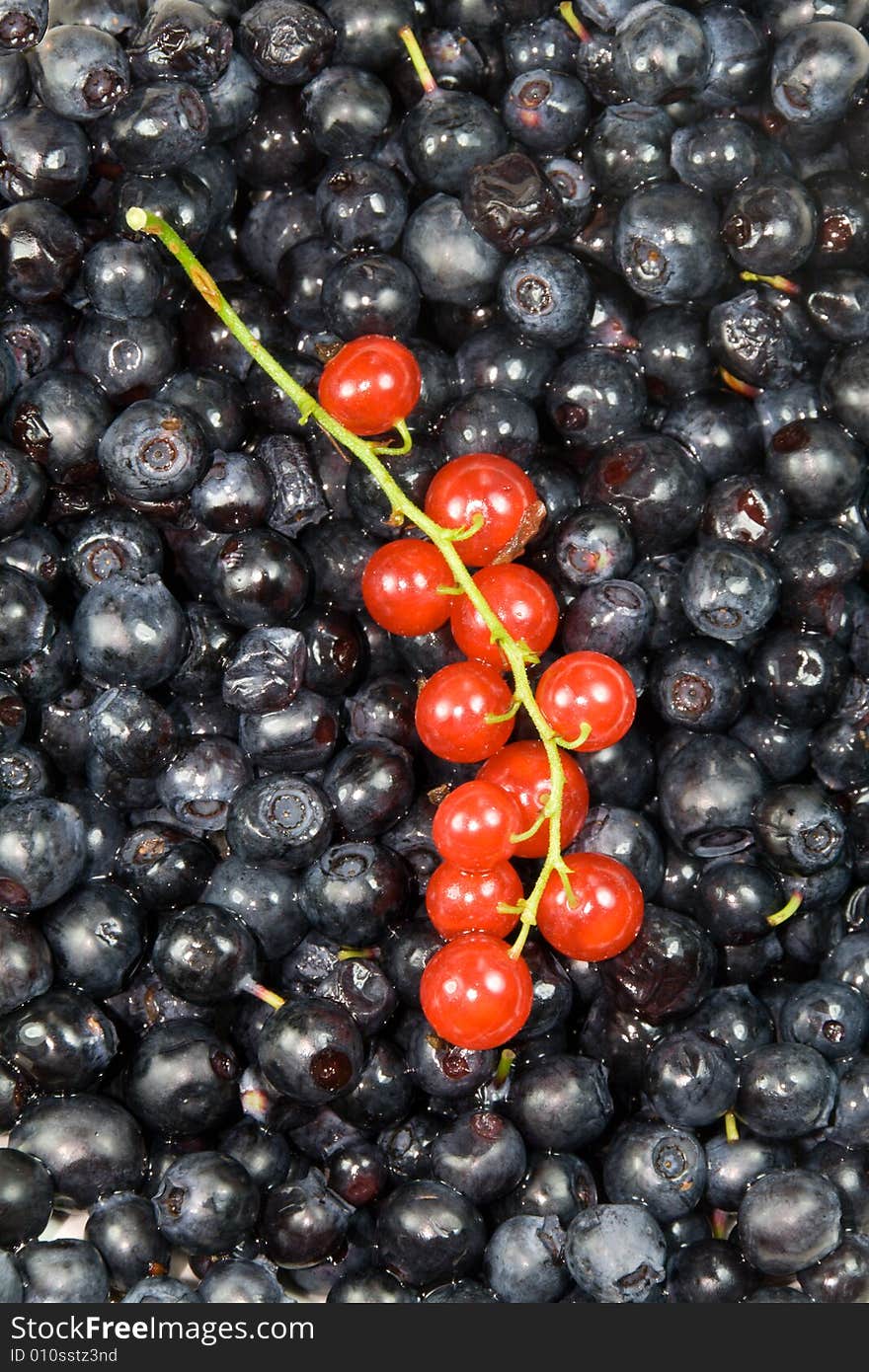 Twig of red currant on bilberry background