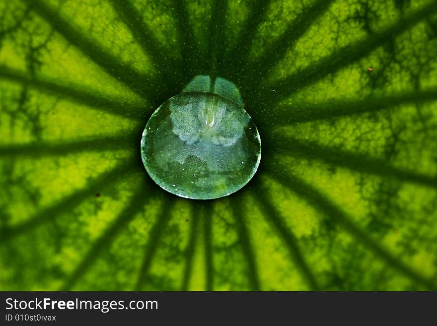 The leaves of the lotus after rain. The leaves of the lotus after rain