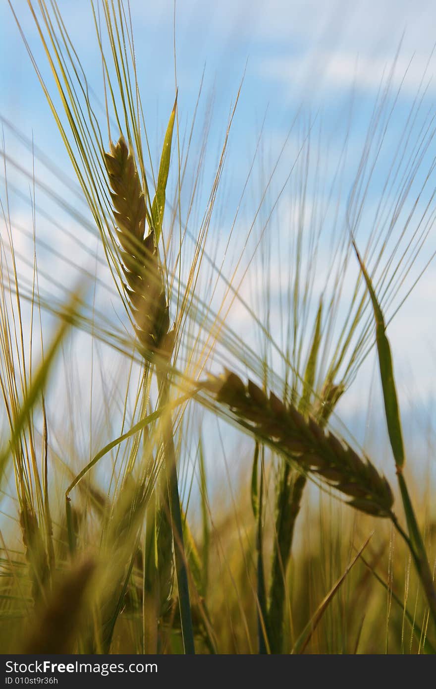 Ears of wheat against sky (agriculture)
