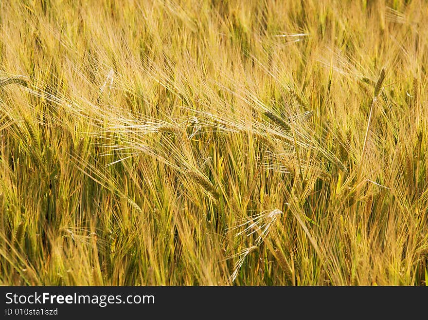 Ears of wheat (wheat field background)