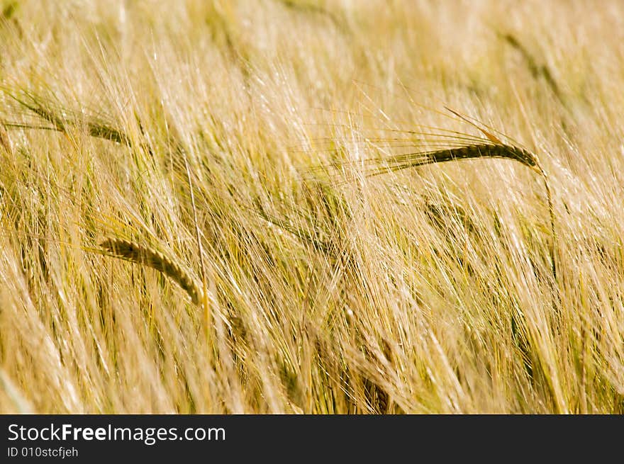 Ears of wheat in field