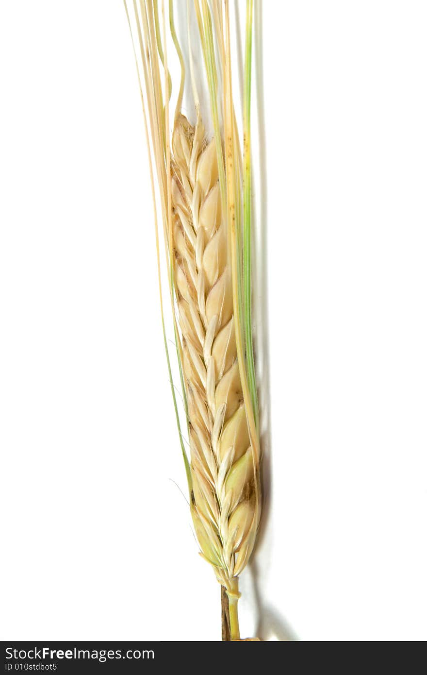 Wheat ear on white background