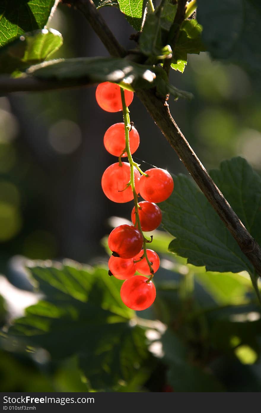 Twig of red currant