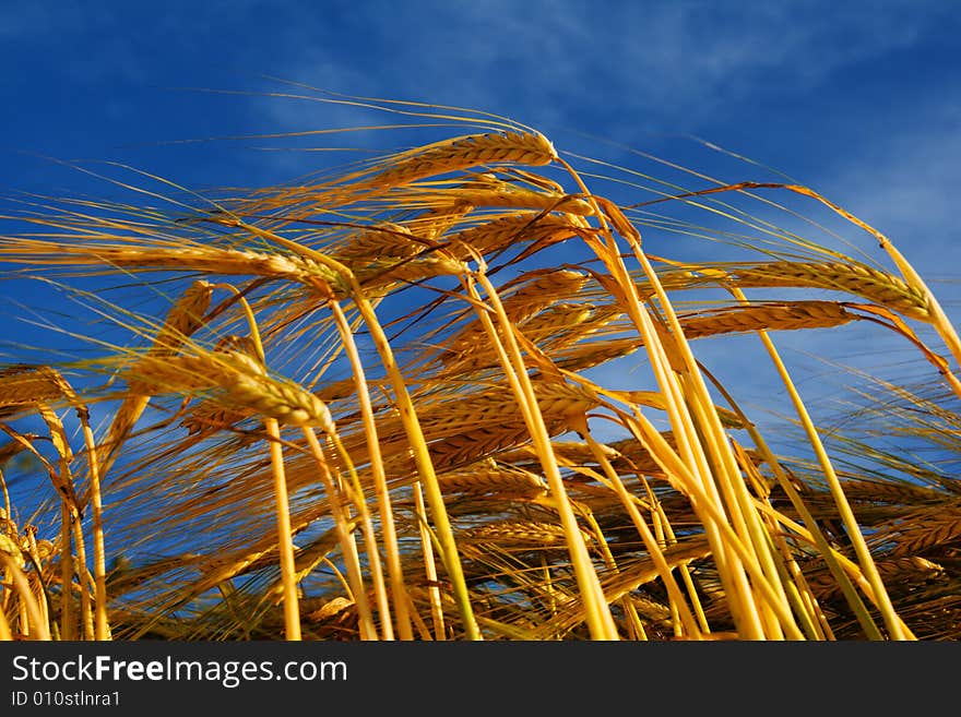 Bend wheat stems light against sky