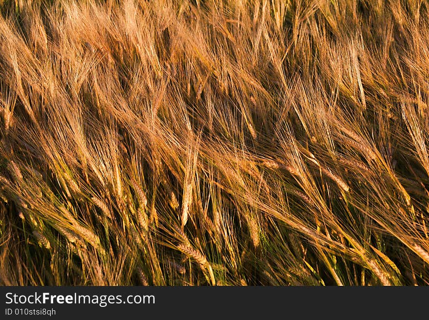 Bend wheat stems at sunset