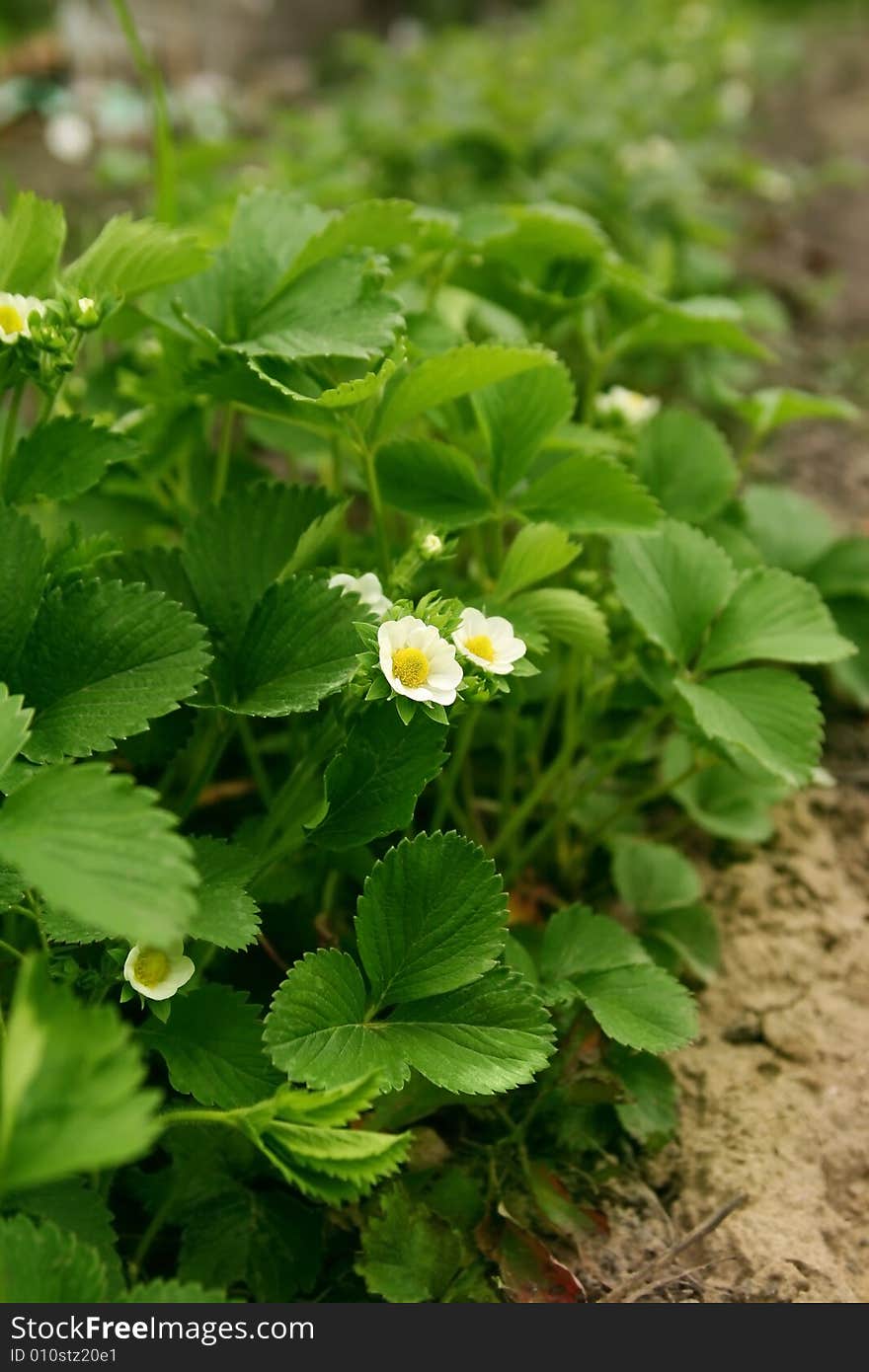 Detail of lovely strawberry flower