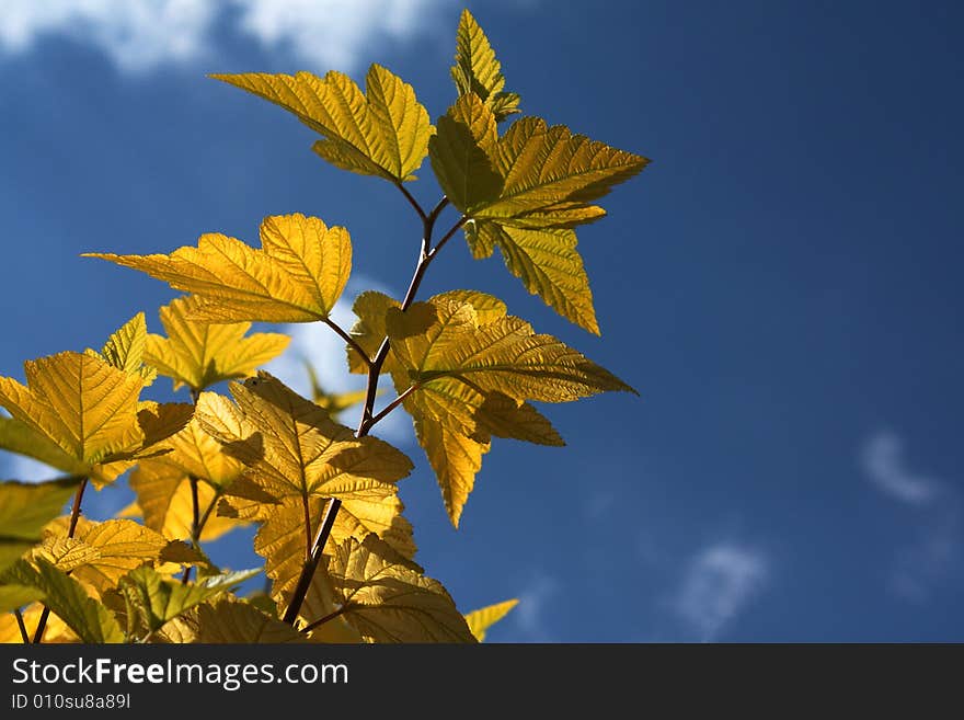 Yellow leaves