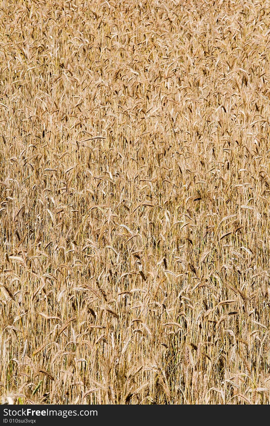 Wheat field background (rural landscape, vertical view)