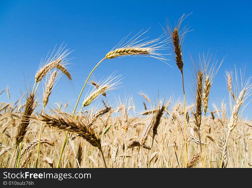 Wheat ears against blue sky