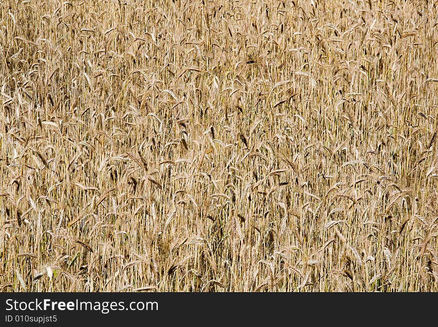 Wheat field background (rural landscape, vertical view)