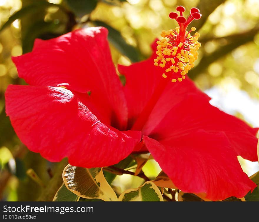 A red color Hibiscus flower