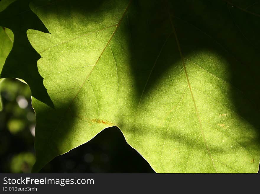 Abstract Leaves 3