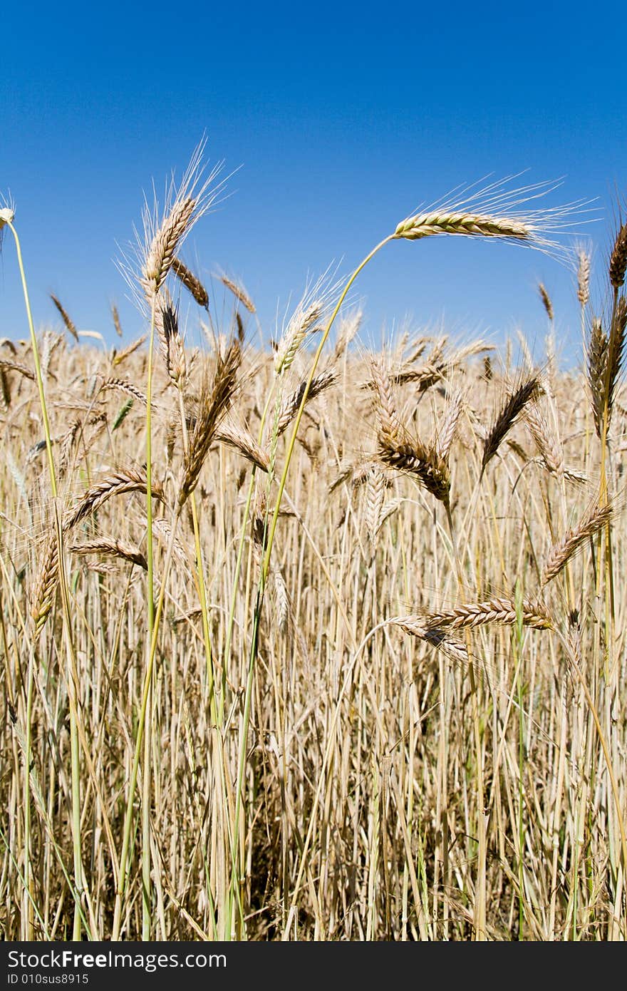 Wheat ears against blue sky (vertical)