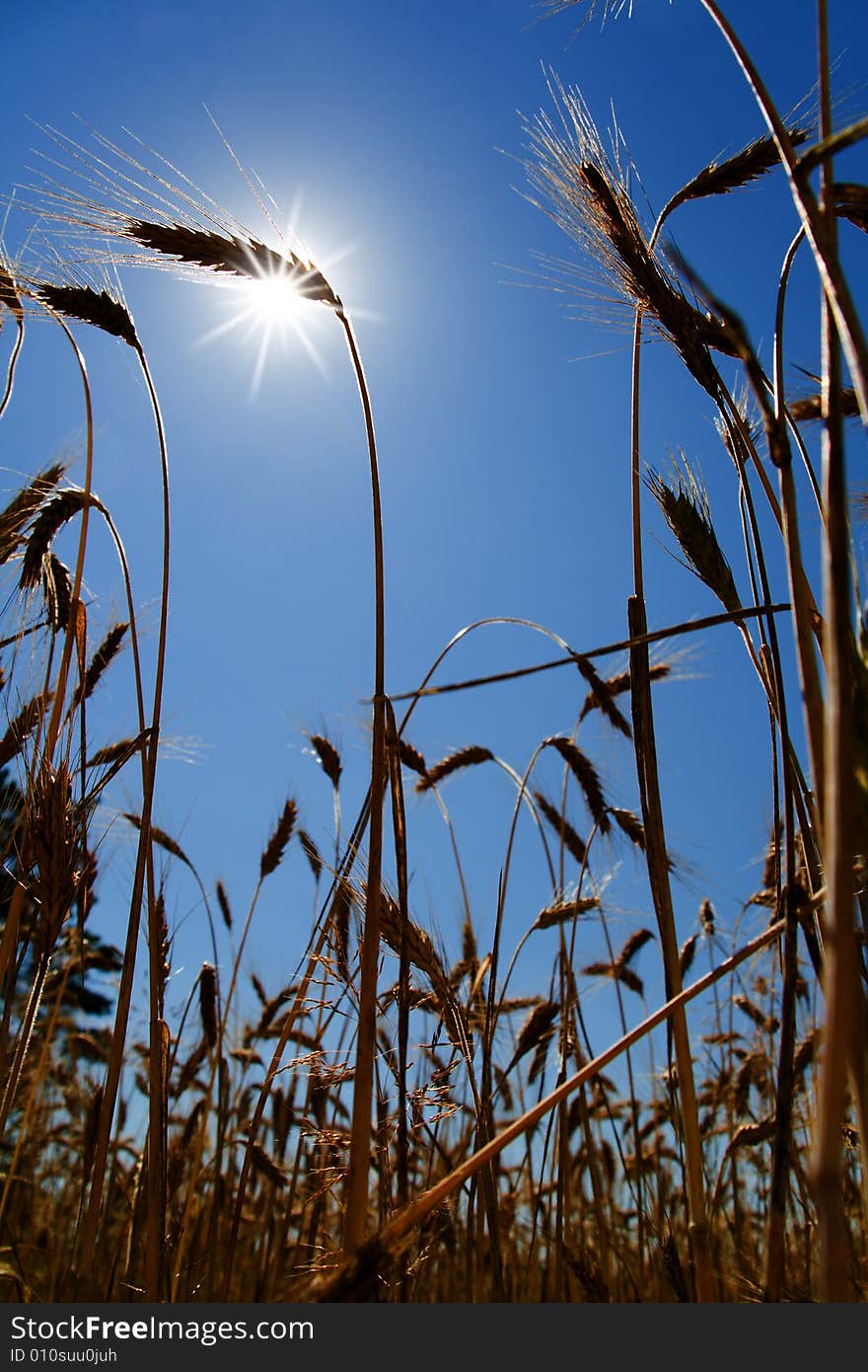 Sun And Wheat Ears