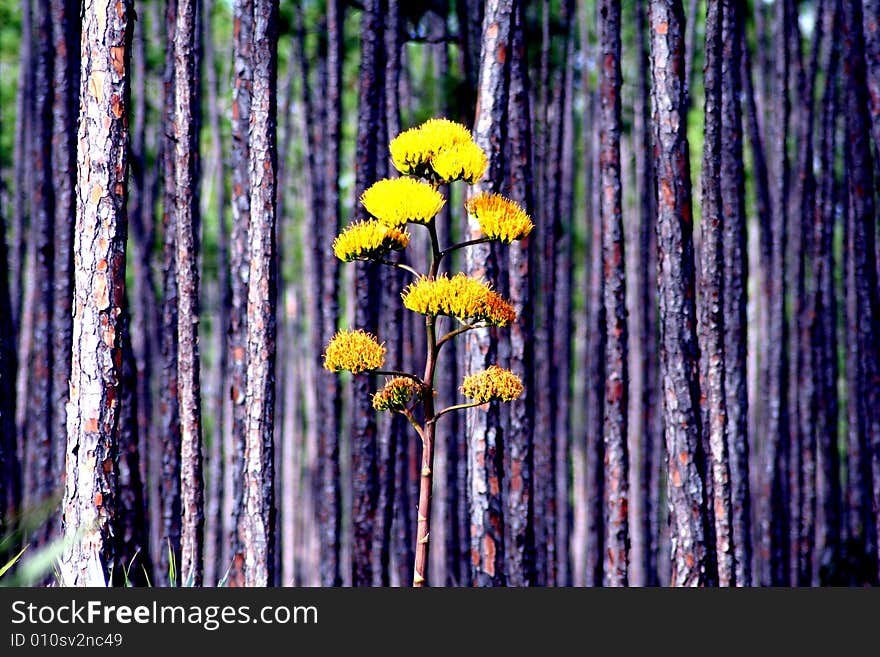 Yellow Flower