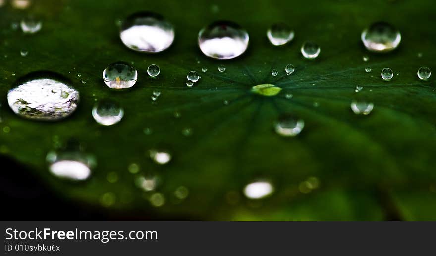 The leaves of the lotus after rain. The leaves of the lotus after rain