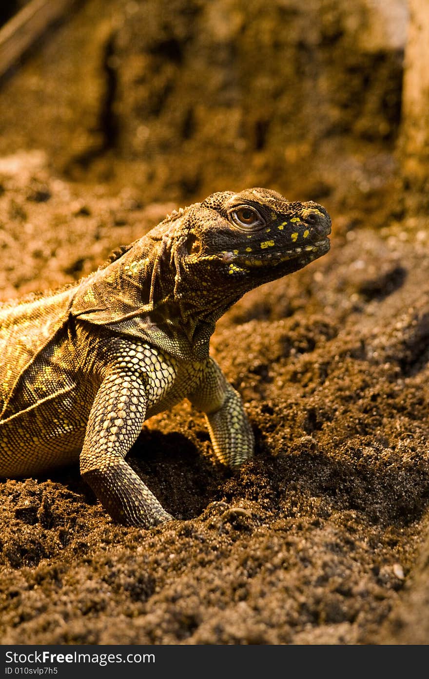 Iguana looking to the right.