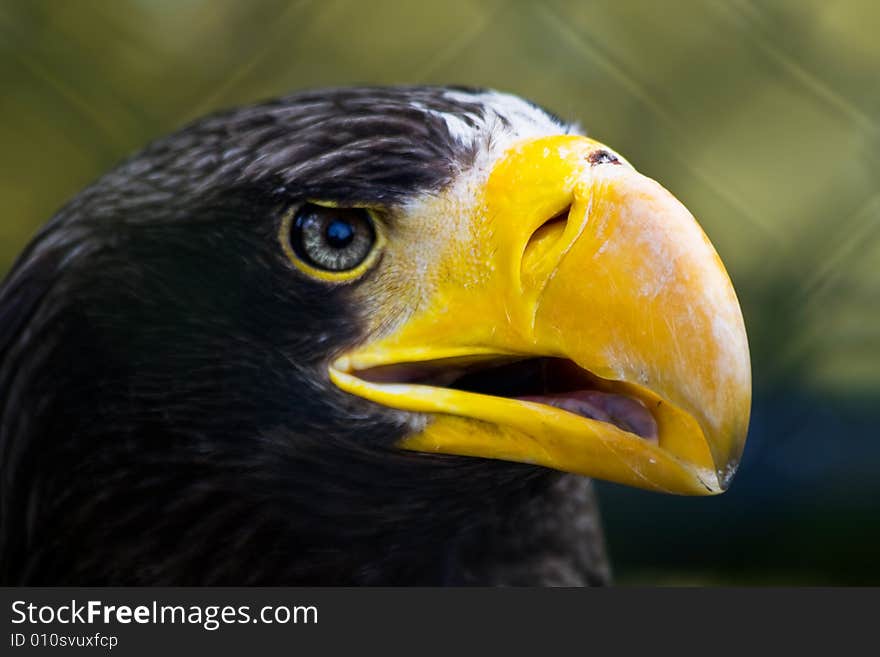 Sea Eagle