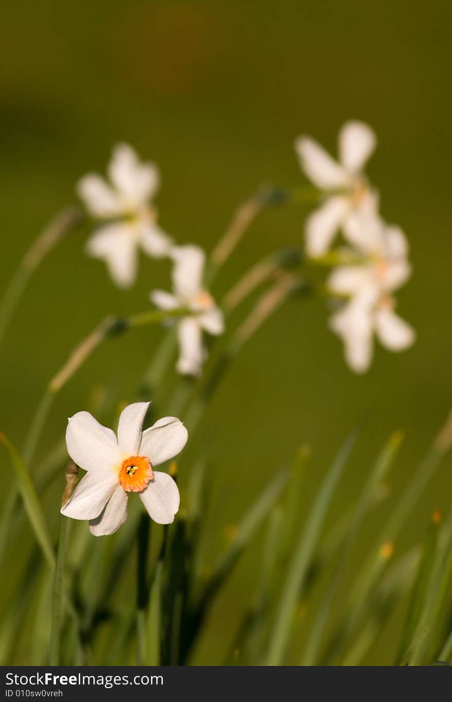 Narcissus flower and leaves, small deep of view