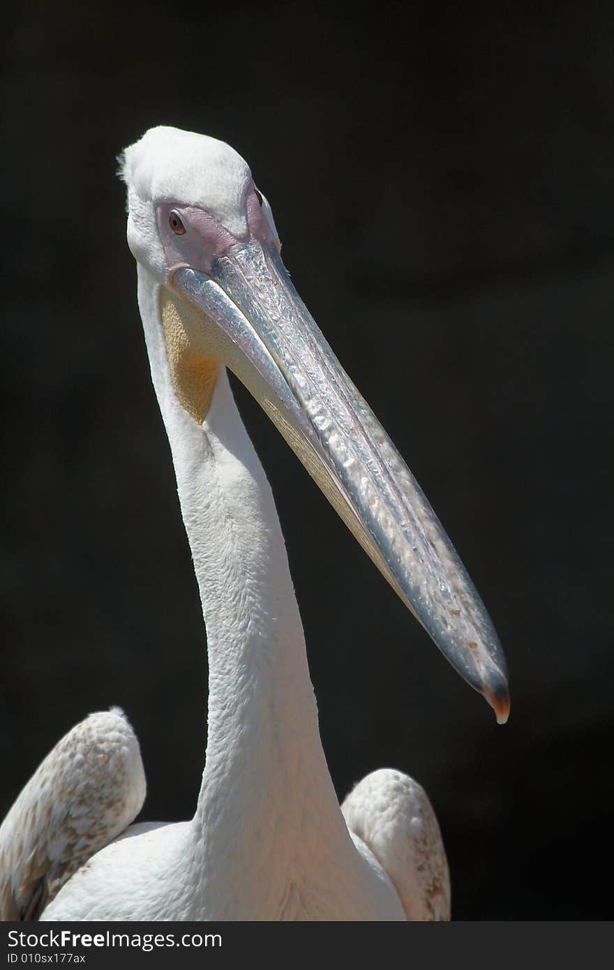 Pelican