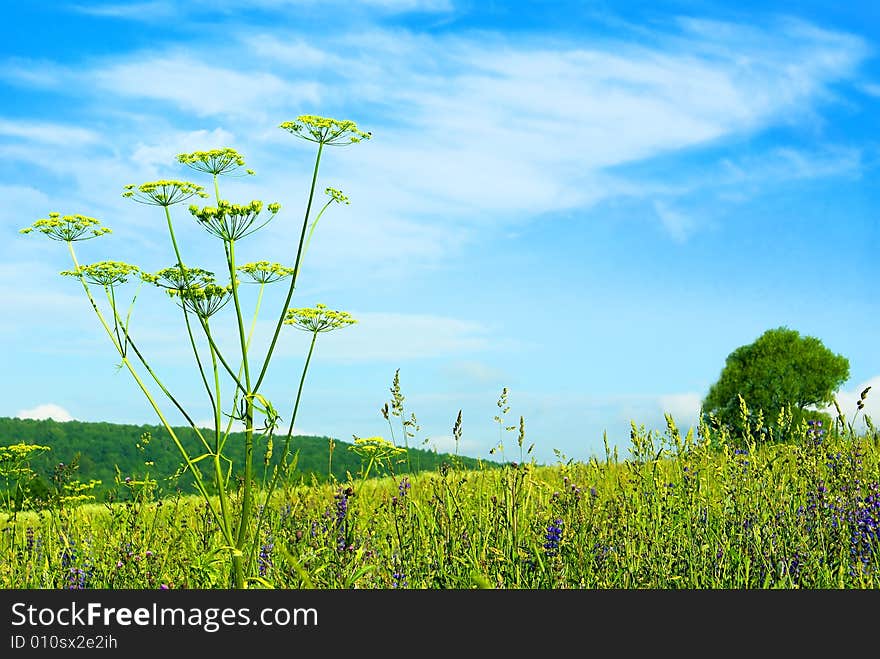 High, powerful stem to Aegopodium left its neighbors far below. High, powerful stem to Aegopodium left its neighbors far below.