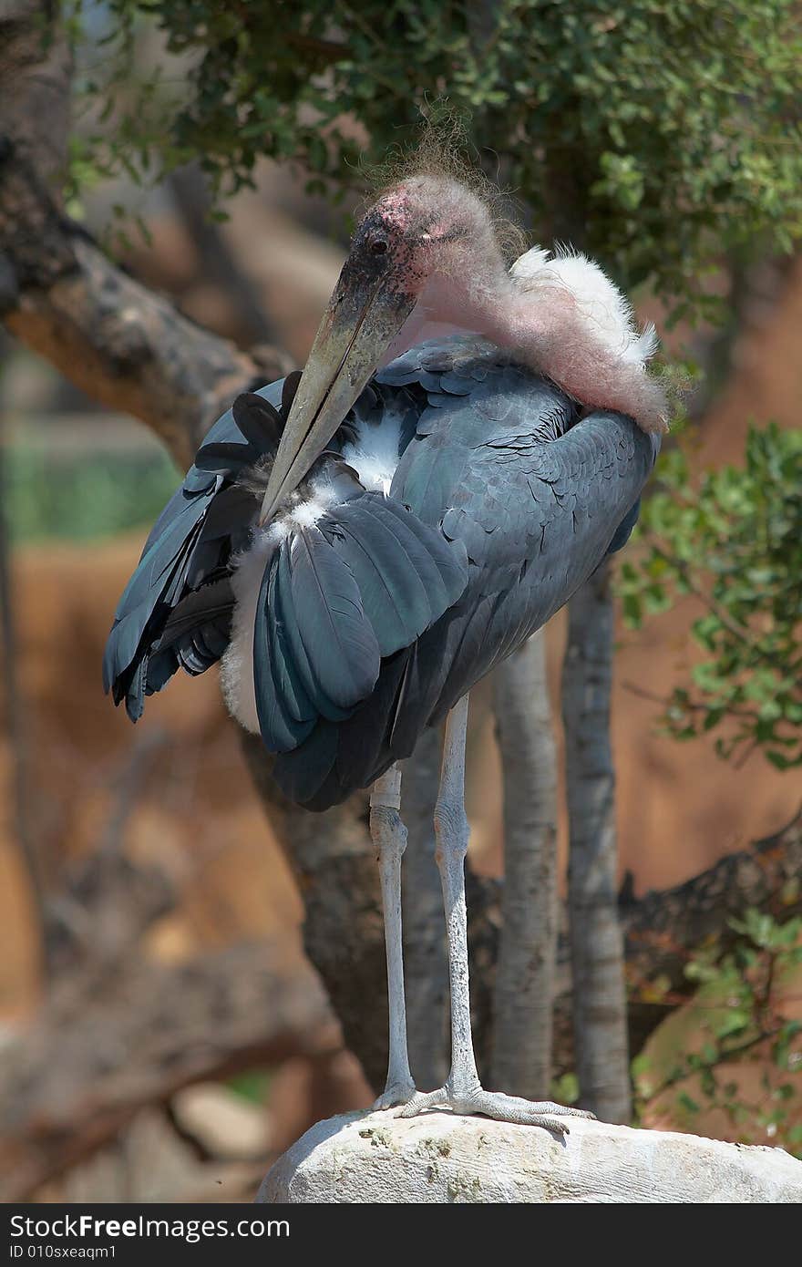 Marabou stork cleaning his feathers