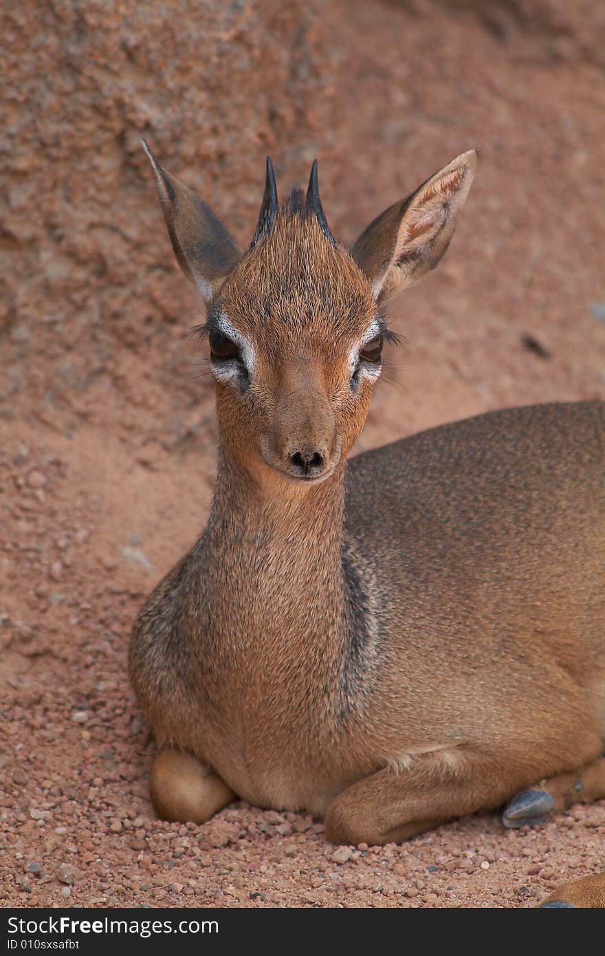 The antelope smallest of the world. The antelope smallest of the world