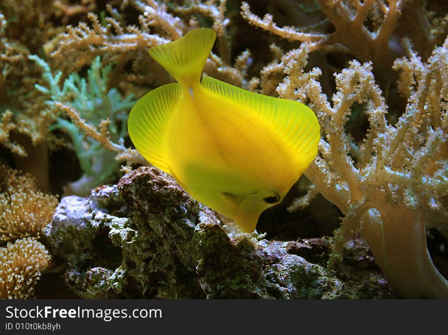 Yellow fish in the coral reef