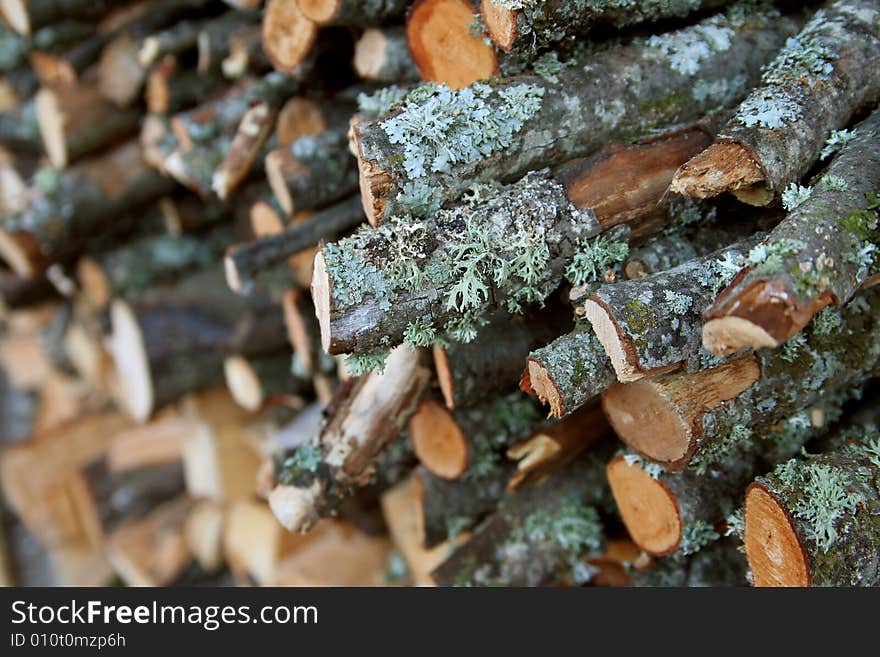 Background of dry wood, suitable for texture. Background of dry wood, suitable for texture