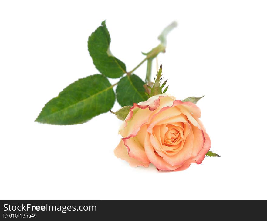 Close up of rose on white background