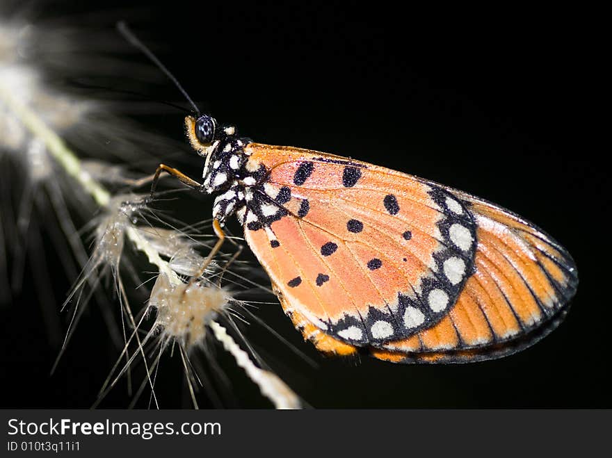 Tawny Coaster Butterfly