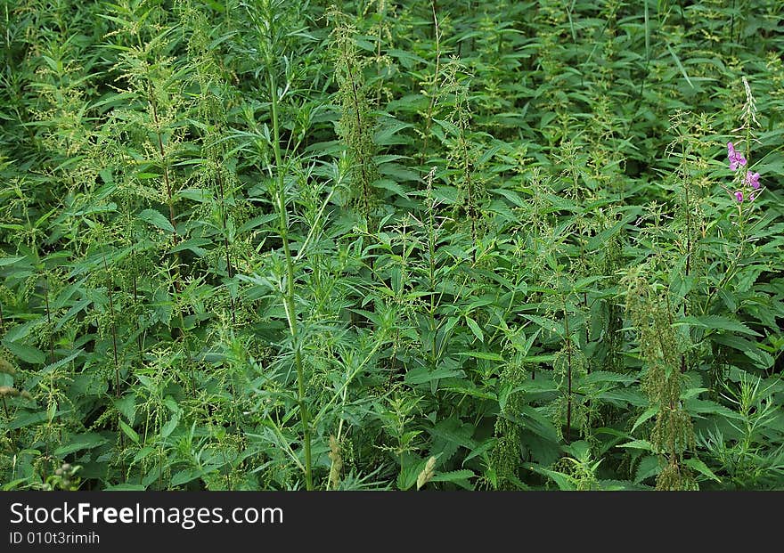 Impassable thrickets of a burning green nettle. Impassable thrickets of a burning green nettle