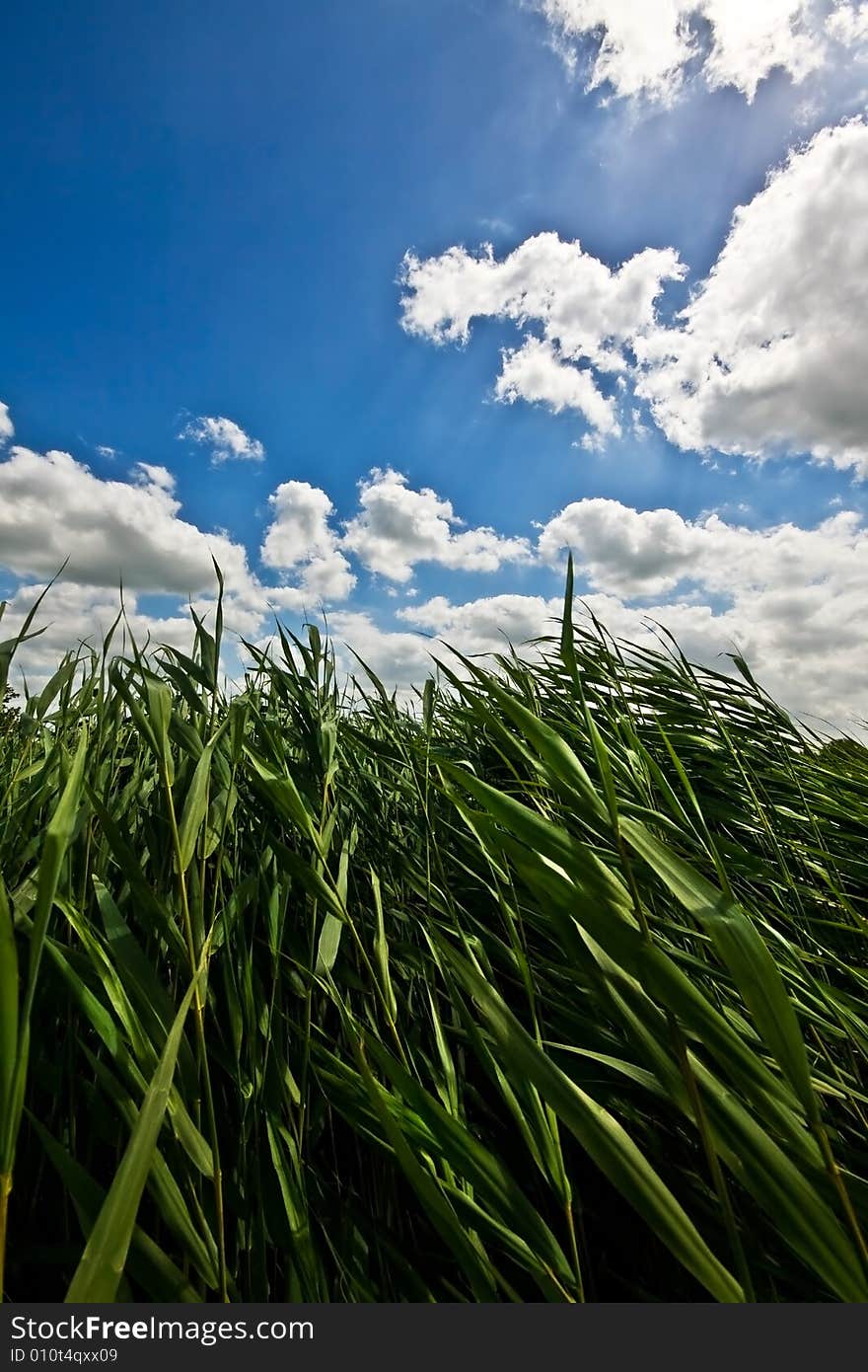 Grass in the wind under a nice cloudy sky.