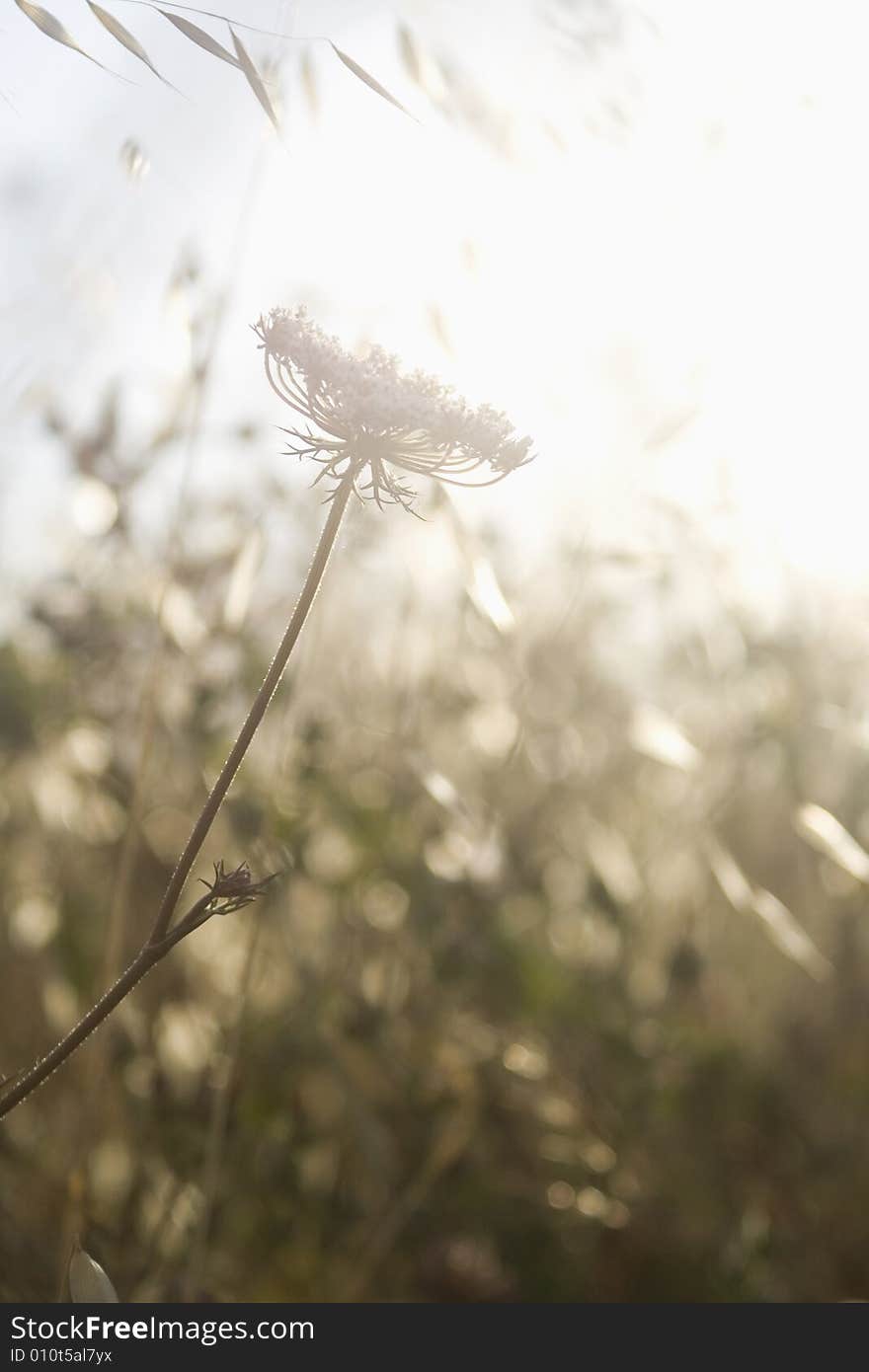 A seperate wildflower and the sun is coming directly to the camera. A seperate wildflower and the sun is coming directly to the camera.