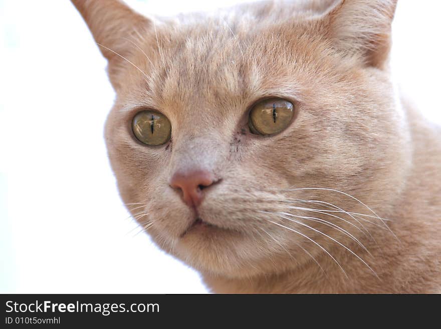 Face of a domestic ginger cat, with green eyes. Face of a domestic ginger cat, with green eyes