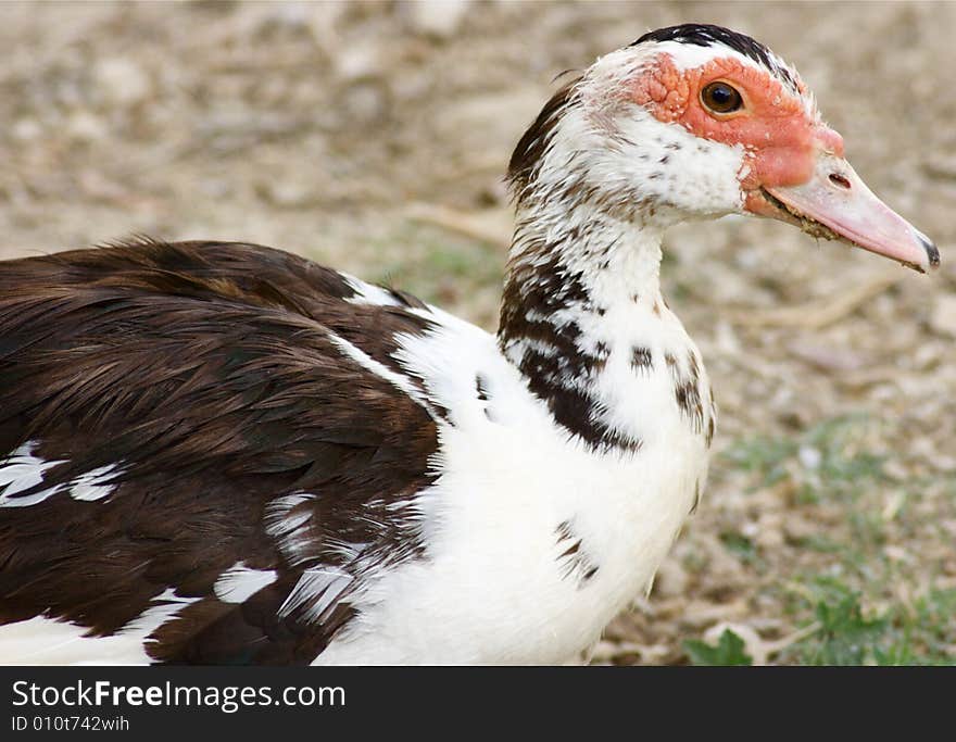 Beautifull face of a duck looking straight into the camera