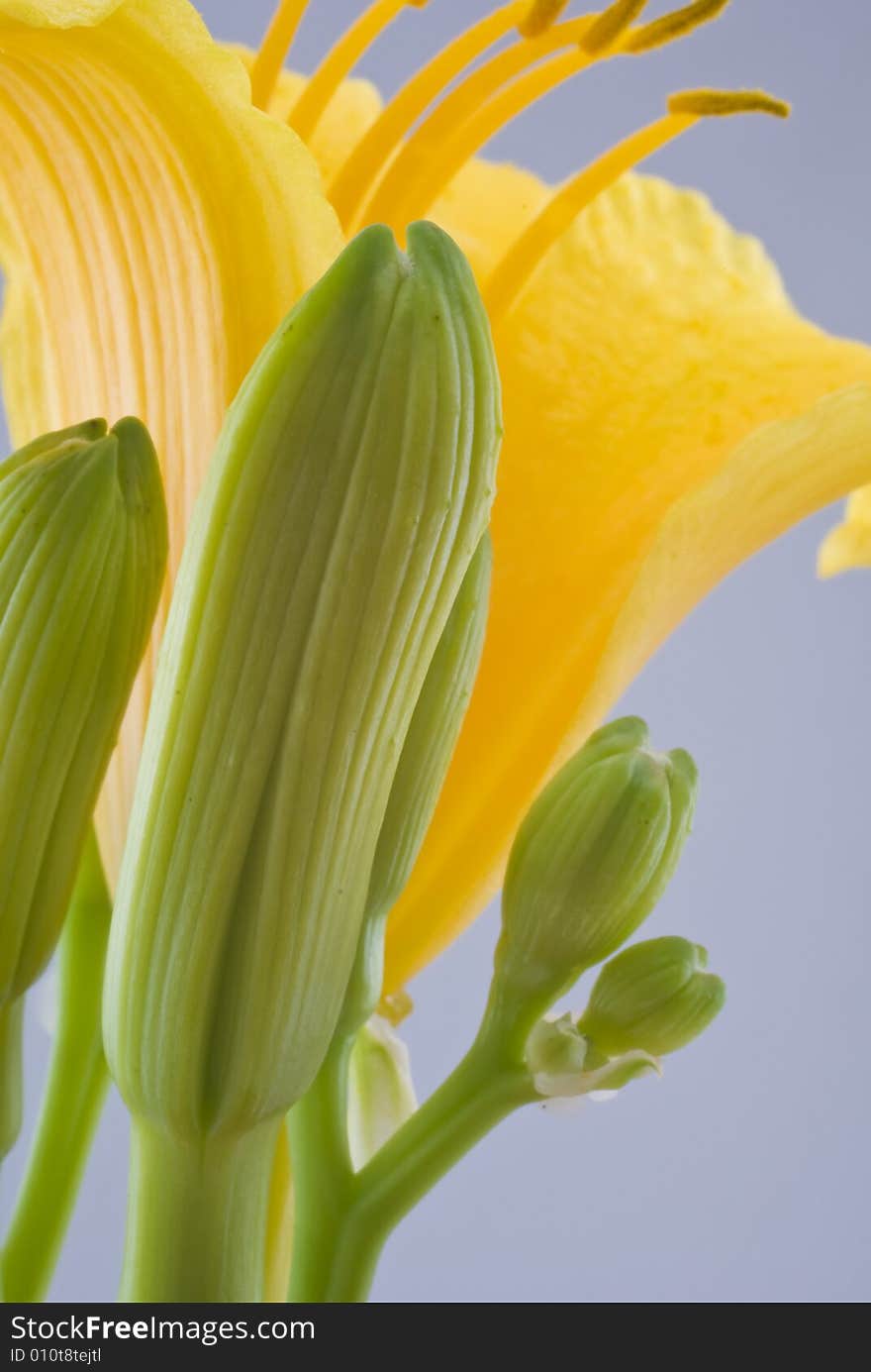 Daffodil bulbs captured very close up.