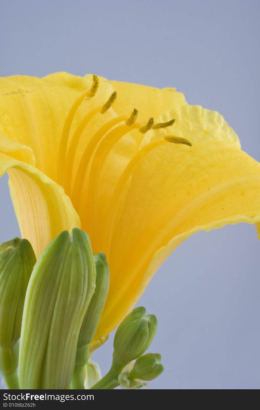 Daffodil captured very close up.