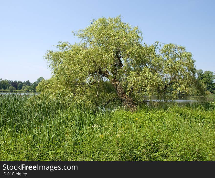 Old tree