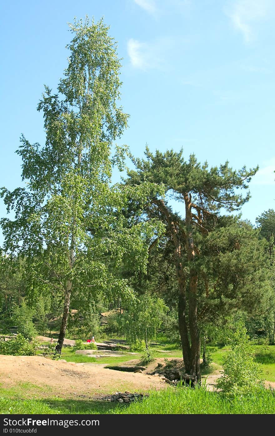 View on big birch and pine tree growing one near another. View on big birch and pine tree growing one near another