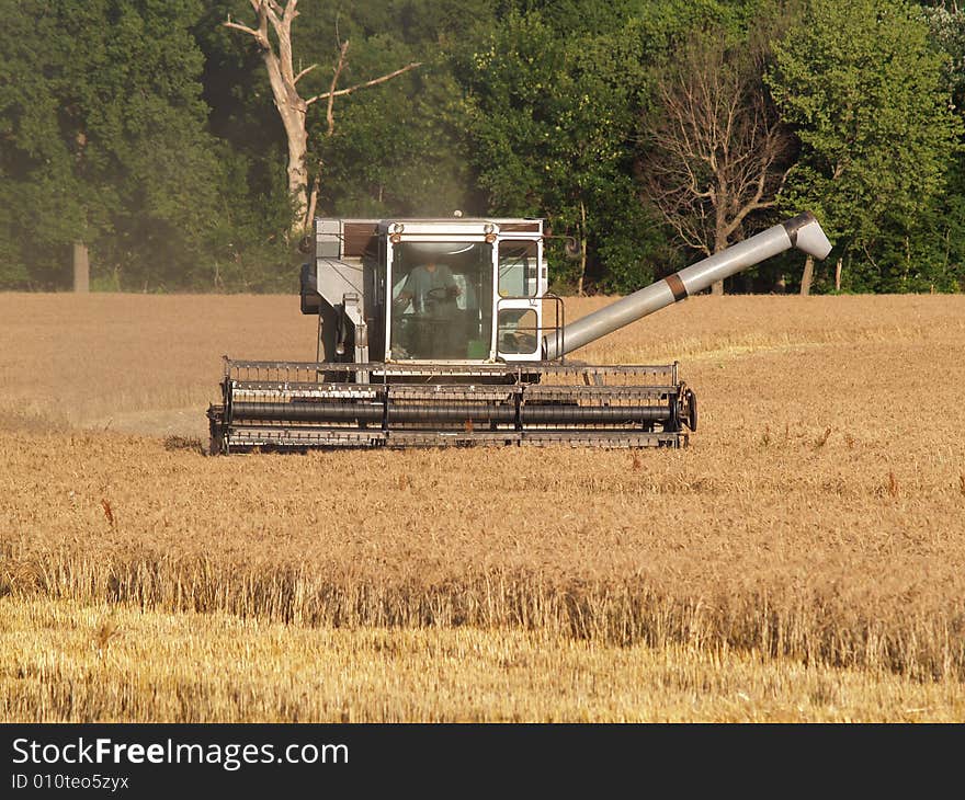 Wheat harvest