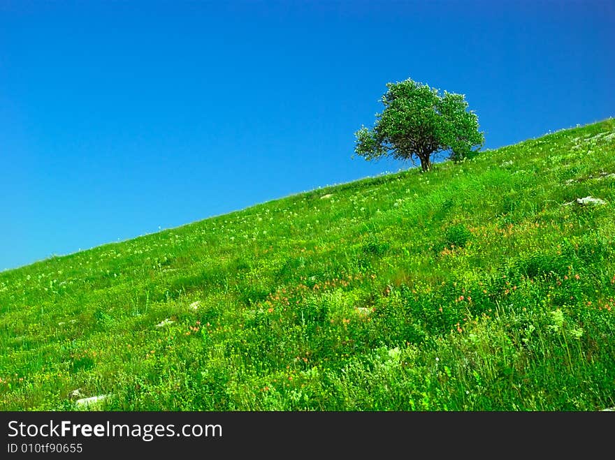 Green field and lonely tree