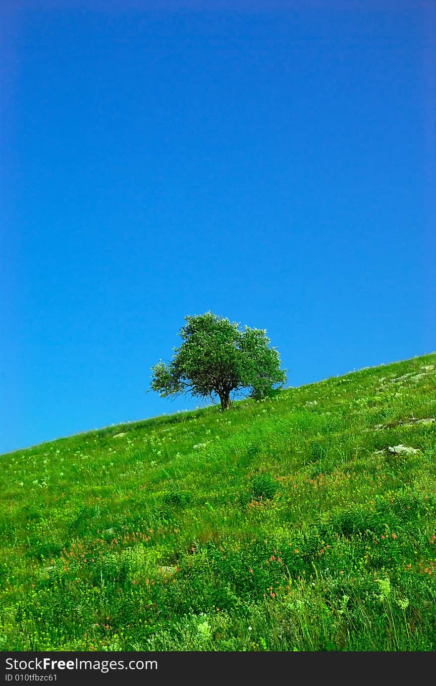 Green Field And Lonely Tree