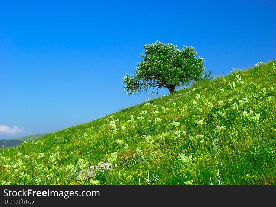 Green field and lonely tree - Landscape