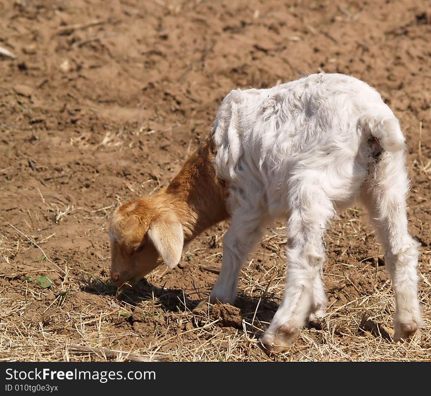 A young goat grazing on a plowed pasture