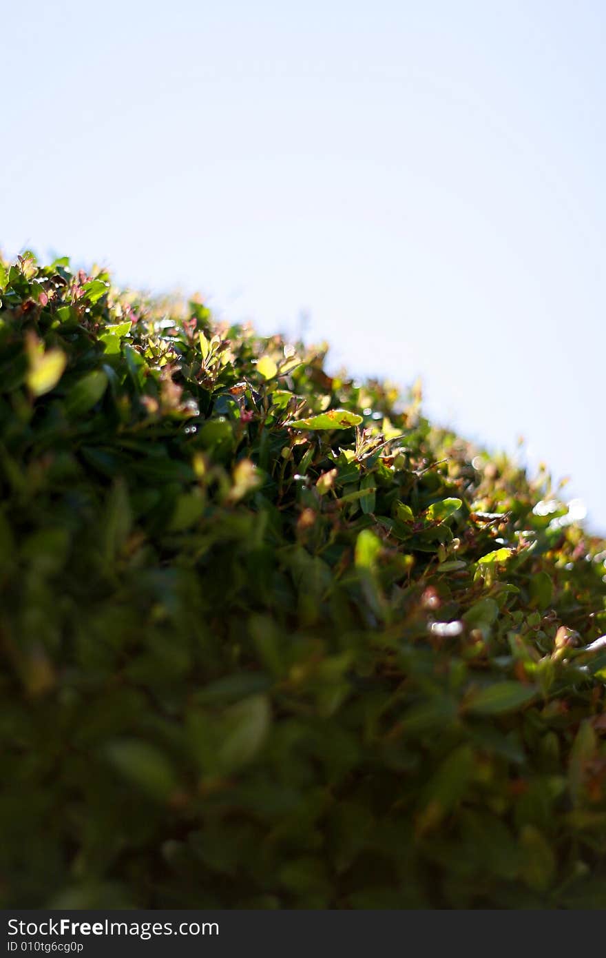 Trimmed Green Bush