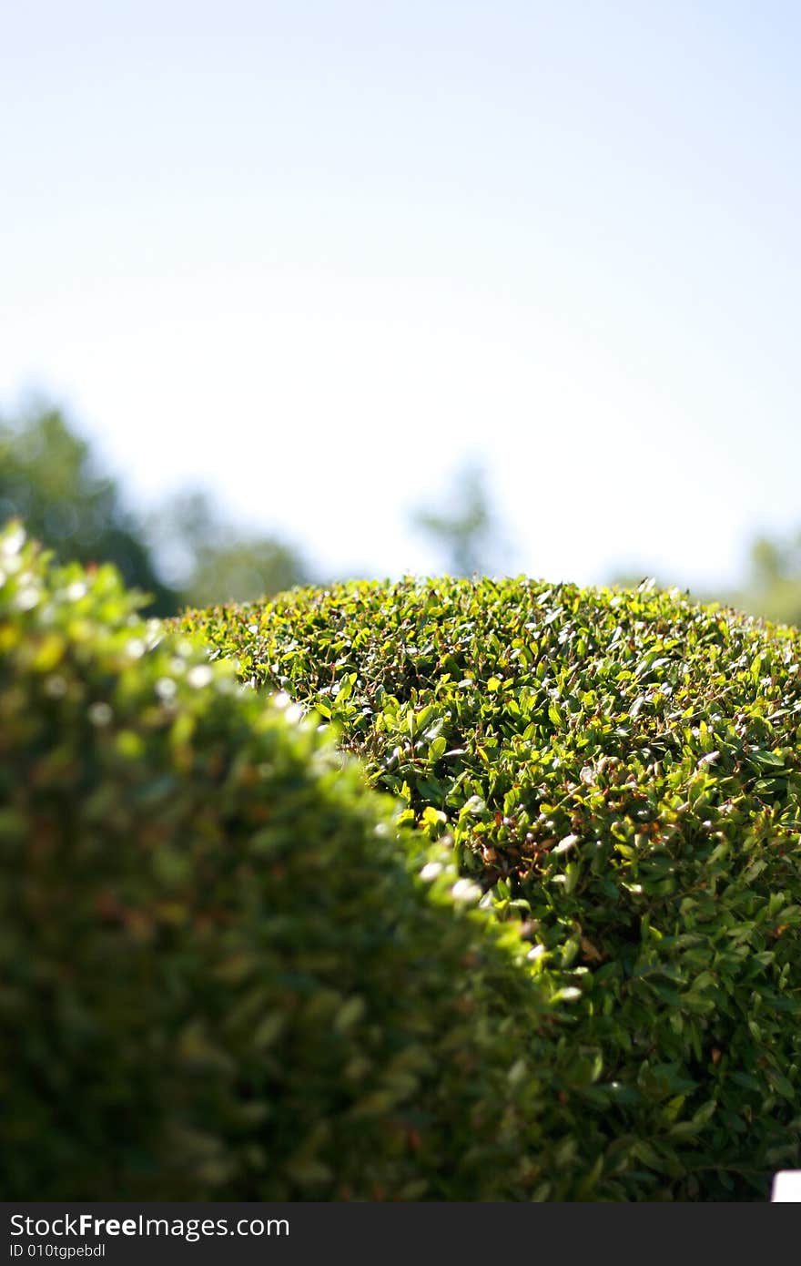 Trimmed Green Bushes Against A Blue Sky