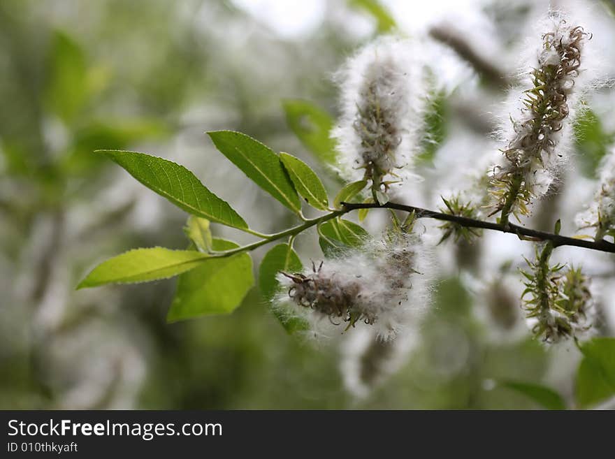 Willow branch